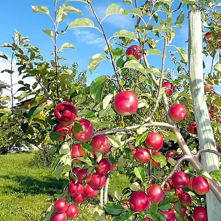 Отель Verger Plein Soleil